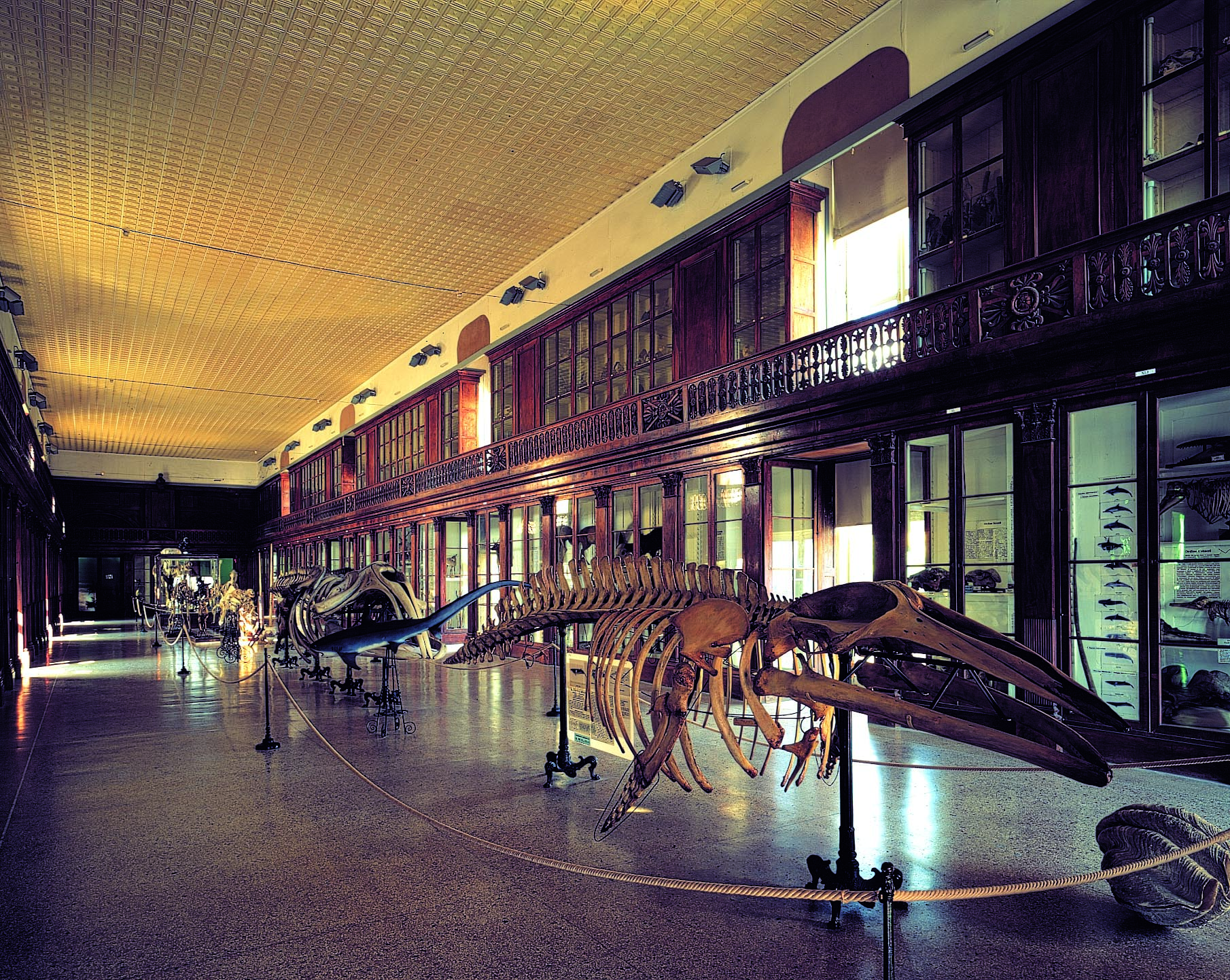Uno dei due saloni del museo di Zoologia